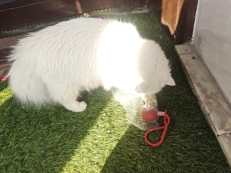  Superb thing for playful cats